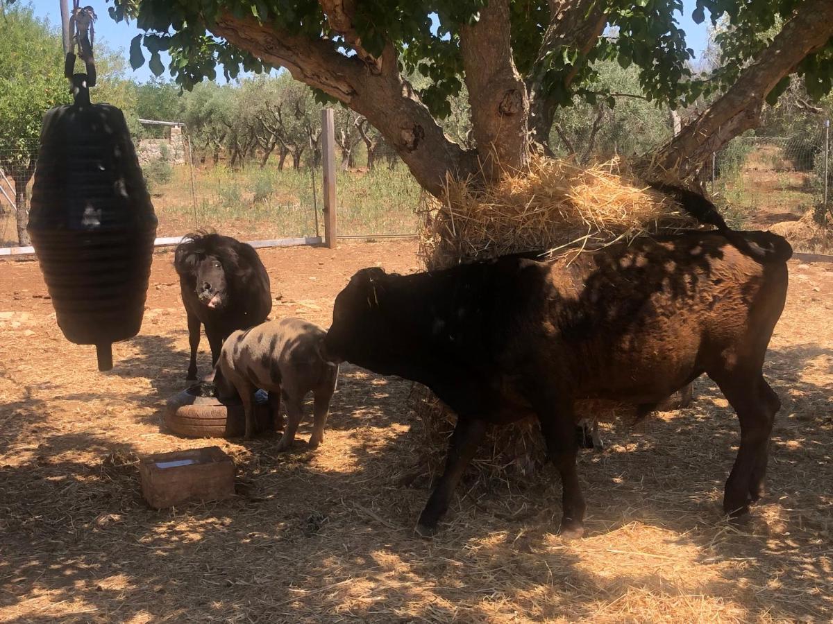 Masseria Alcorico Alojamento de Turismo Rural Gagliano del Capo
